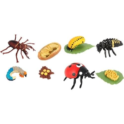 Life Cycle of A Insect - Includes Egg, Larva, , And Insect Educational