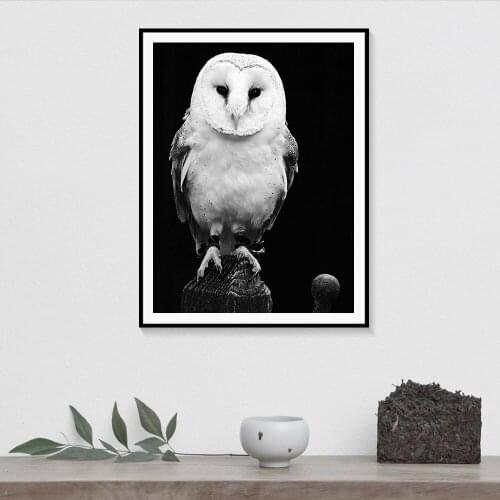Black and White Barn Owl Photo Printed Poster Woodland Wildlife Birds Canvas Painting Aesthetic Pictures for Home Design