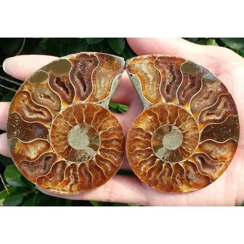 138g 1 Pair Half Cut Ammonite Shell Jurrassic Fossil Specimen Madagascar