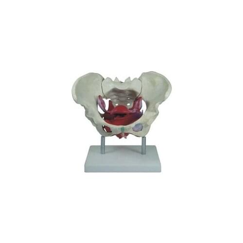 Human Anatomy Skeleton mannequin Torso Female Pelvic Muscles Orgal Heart Skull Brain Skull Model In Trauma Nursing Manikin Train