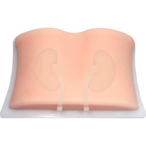 Ultrasound guided simulate kidney puncture training model Renal biopsy model Percutaneous nephrolithotomy training