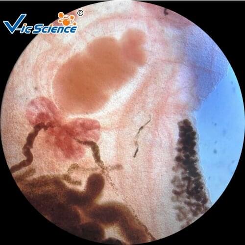 50pcs Parasitology Prepared Slides Set Biological Parasites prepared slides Parasites slides