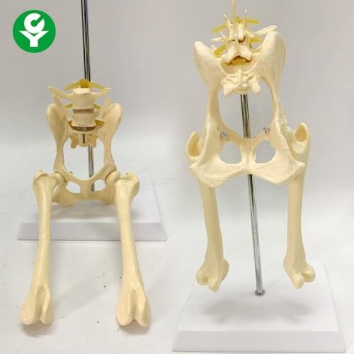 Canine lumbar vertebral belt pelvic femur model Dog skeleton model Animal skeleton teaching demonstration model