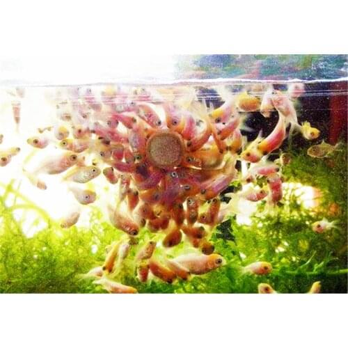 Goldfish Shrimp Cylinder Wall Sticky Fish Food Astaxanthin Spirulina Coloring Small Tropical Fish Feed 100g