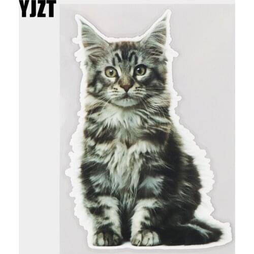 YJZT 13.5×19.5CM Maine Coon Cat Cute Animal Decor Car Stickers Creative Cartoon Bumper Decal 21A-0041