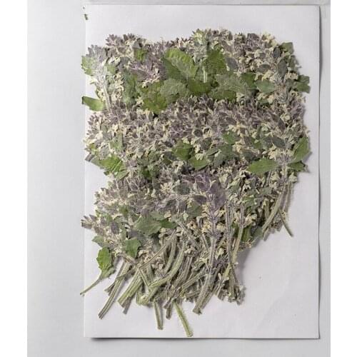 250pcs Pressed Dried Flower Ajuga Ciliata Bunge Herbarium For Epoxy Jewelry Bookmark Phone Case Makeup Nail Art Craft DIY