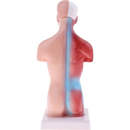 28cm Head Skull Hand Ear Heart Brain Anatomical Study Model