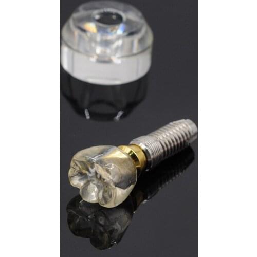 Dental Implant Model Single Clear Teeth Stand Implant Crown 3 parts Tooth Detachable For Dentist Lab