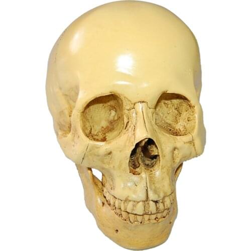 Realistic Simulation Of The Human Skull In Resin With Ancient Design In Gothic