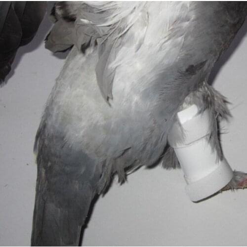 Health care for care parrot. birds. protectors. foot fracture leg fracture clip
