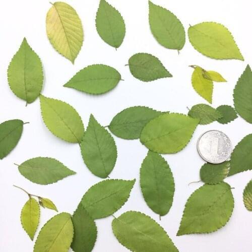 12pcs/3-5cm,Natural Pressed Fresh Ulmus pumila Leaves,Real Flower DIY Wedding invitation Craft Photo Frame Bookmark Gift card