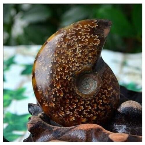 AA++ Natural AMMONITE PRETTY NAUTILUS MADAGASCAR FOSSIL SPECIMEN HEALING 20-30g free shipping