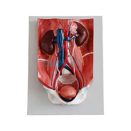 Scientific Human Urinary System Anatomy Medical Model 4 Part High Quantily
