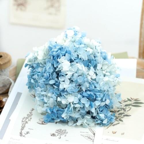 Dried flower Blue and white gradually 20G DIY material Grade A Anna Folium Hydrangea polychrome wedding decoration table
