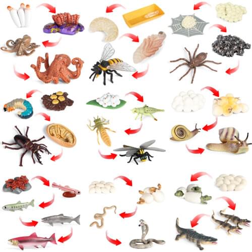 Simulation Animals Growth Cycle Insect, Fowl, Marine Life Cycle Figurine Plastic Models Action Figures Educational Kids Toy