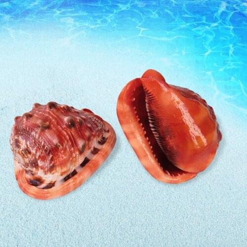 10-18CM Big Shell Famous Screw Natural Conch Bright Large Beautiful Shell Home Desk Accessories Aquarium Decoration Seashell