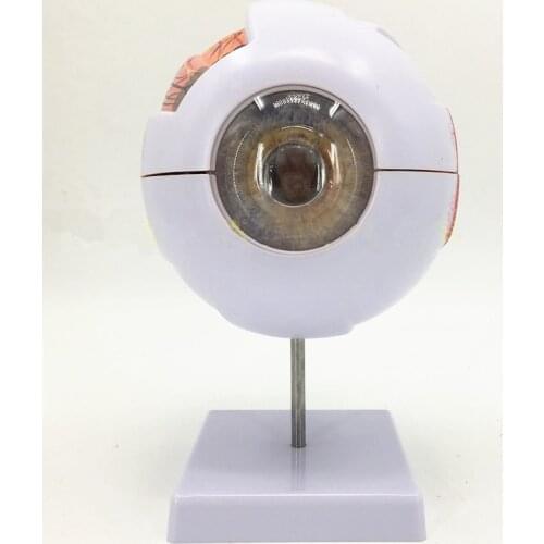 3x / 6x Human Eye Model Anatomy Medical Science Eye Ball Model Teaching Education Specimens