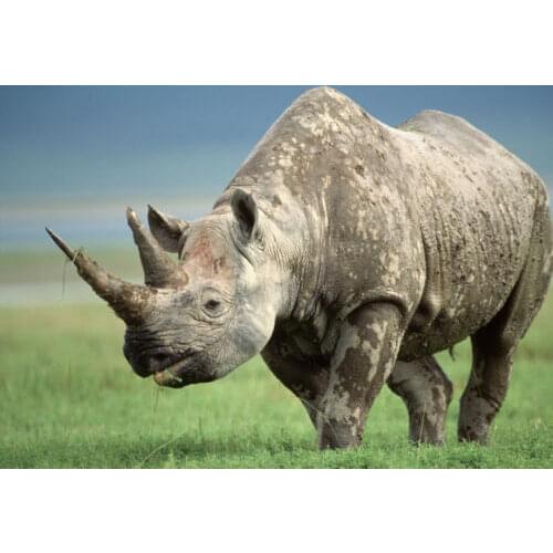 Animal Rhinoceros Art Film Print Silk Poster Home Wall Decor 24x36inch