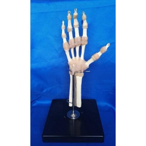 1:1 Life Size Humans Skeleton Hand Joints Model Medical Teaching Anatomical Model Anatomy Human Hand Skeleton Bone with Ligament