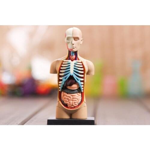 Small human torso Human Anatomy model Human bust / head / musculoskeletal anatomical models