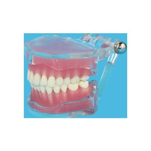 Adult dental model Transparent Detachable Oral teaching free shipping