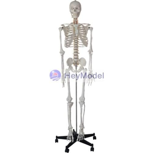 HeyModel Human Whole Body Bone Model Skeleton with Painted Color for Medical Use