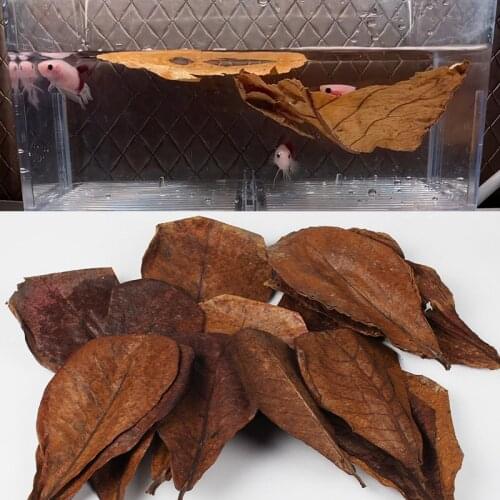 360/180/90pcs olive Leaves Fish Tank Cleaning Tools Terminalia Catappa Aquarium Decoration Water Treatment Almond Leaf Fish