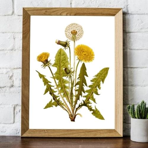 Dandelion Flower Print Vintage Herb Botanical Poster Wall Art Floral Plant Picture Kraft paper poster