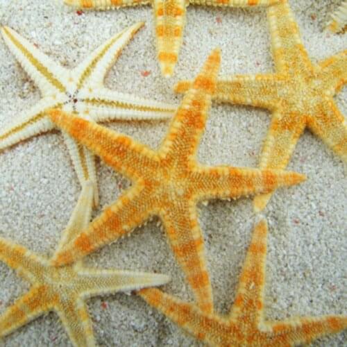 100pcs/lot Natural Artificial Starfish Platform Ornament Accessories wedding decoration 2cm/3cm size for choosing