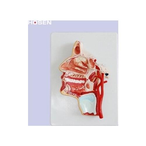 A section model of the head Display teaching of intracranial brain structure construction free shopping