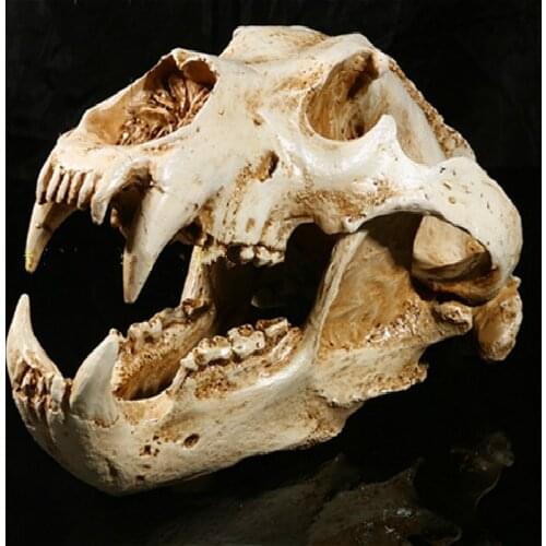 Polar bear skull animal skull model resin skull prop indoor office decoration 42x23x8cm