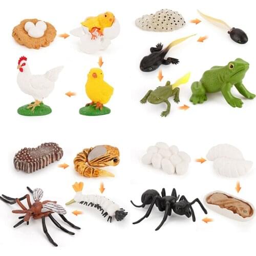 Cognitive Toy Simulation Life Cycle Animals Plant Growth Cycle Model Science Educational Toys For Children