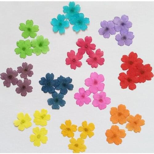 60pcs Pressed Dried 1-2cm Mini Verbena Flower Plant Herbarium For Jewelry Postcard Invitation Card Phone Case Bookmark DIY