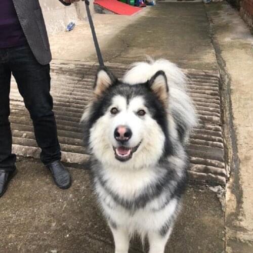 Car Pet Seat Belt Collars Adjustable Dog Car Traction Rope Fixed Pet Dog Belt Loop Safety Rope New Hot Sale