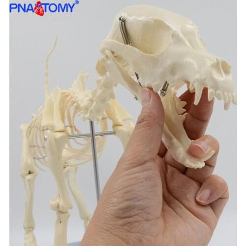 Dog Skeleton Model Canine Skeletal System Feline Skull Hip Bone Cat Anatomical Model Pet Anatomy Tool Educational Equipment