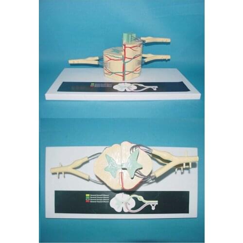 Spinal cord and Spinal nerve Branch Zoom model Spinal nerve anatomical model free shipping