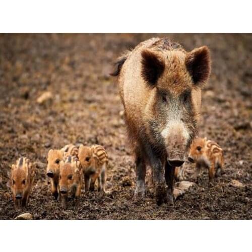 DIY photo custom diamond mosaic Wild boar diamond rhinestone embroidery painting full drills square round stones cross stitch