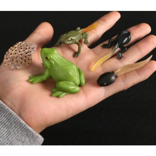 Simulation Cute insect Life Cycle of a Frog model Action Figures Figurines Model Action Figures Educational Kids Toys