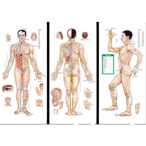 Male / Female human meridian points Wallmap acupuncture massage point map a full human flipchart HD 3 chinese and English