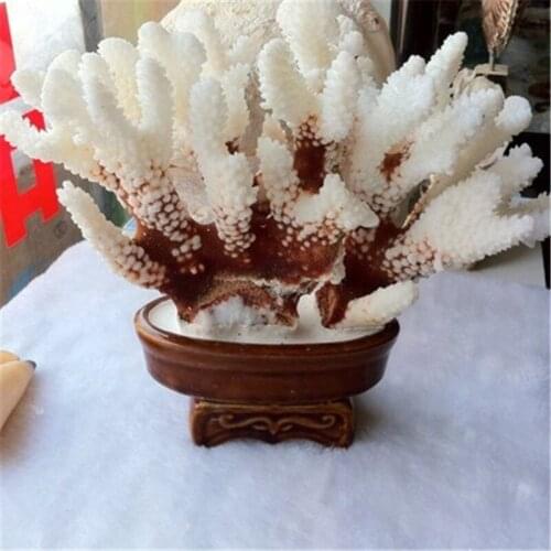 WHITE CORAL DECORATION BONSAI OFFICE ORNAMENT HOME LIVING ROOM WINE CABINET CEDRUS SCULPTURE WEDDING GIFTS X5405