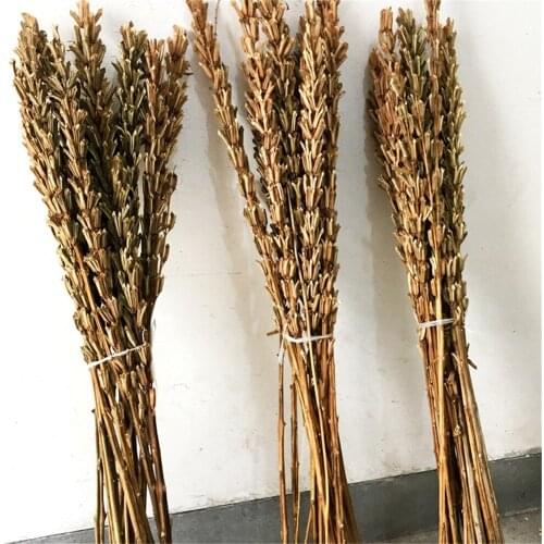 Bonsai decor 10 pcs Decor wedding home sesame stem dried natural plants bunch