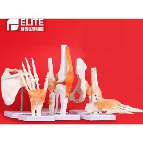 Human knee model joint skeleton model teaching medical model hand foot joint model