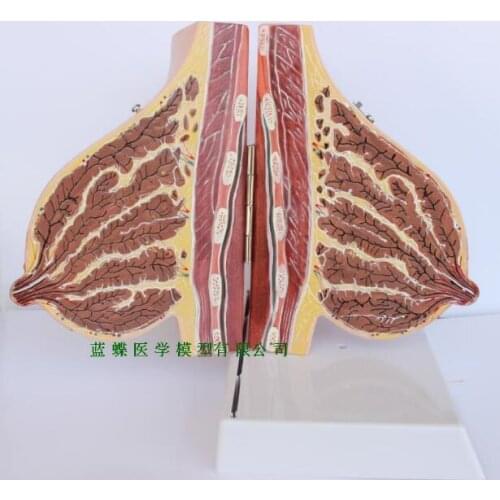 Female breast anatomy model of pregnancy and lactation, breast anatomy model of pregnancy and lactation teacher training model
