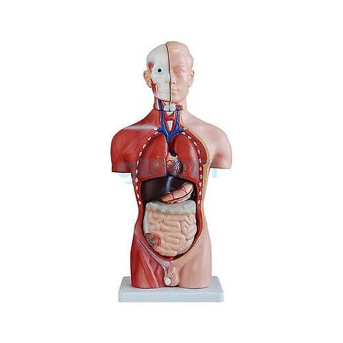 Human 42cm Male Torso Anatomical Model Skeleton Medical Anatomy 13 Part