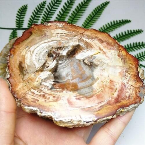 5pcs 180-200g wooden fossil stone specimen for ornaments or chakra home decor