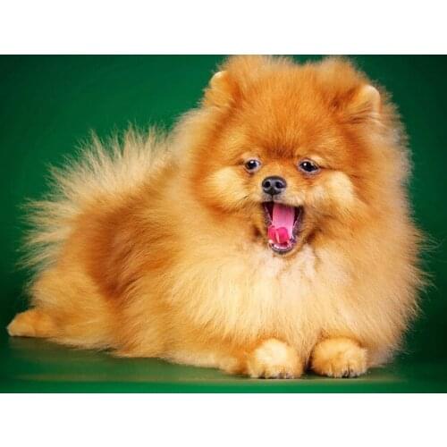 Full Square Diamond Painting Dog 5D DIY Animal Diamond Embroidery Cross Stitch Kit Handmade Gift Home Decoration