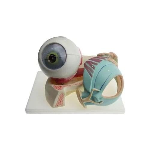 Medical ocular structure Orbital anatomy Eye muscle nerve Medical teaching model free shipping