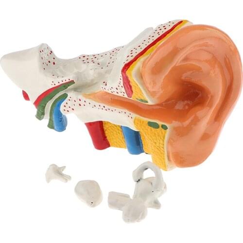 Human Ear Anatomy Model 6 Times Magnification Showing Organs Structure Tool