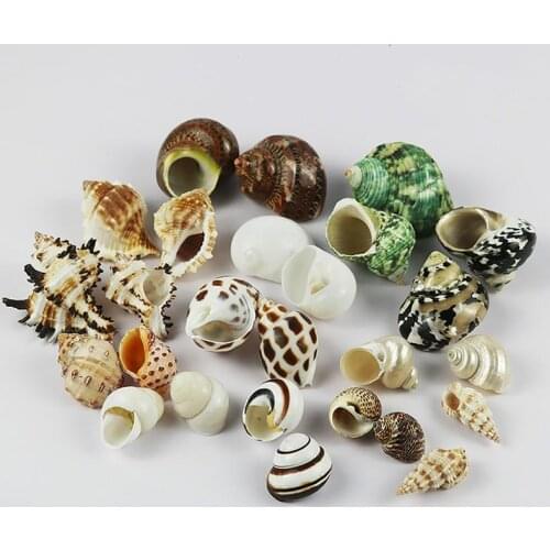 Natural seashell shell shell homes crab replacement shell special shell fish tank landscaping aquarium shell decoration
