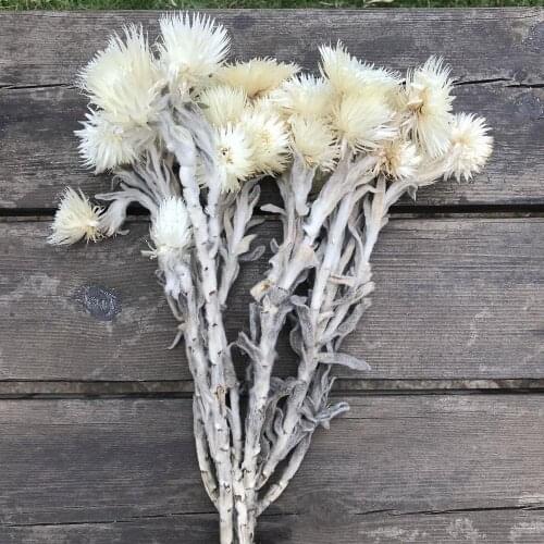 30 flower heads/Bouquet,Natural Dried snow lotus flower,Immortal Flowers gift for Wedding Party Home Decoration accessories